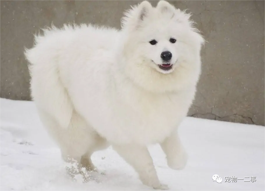 养博美的家庭日常_家养博美犬_家养博美犬需要注意什么