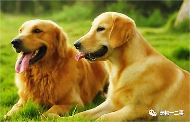 养博美的家庭日常_家养博美犬需要注意什么_家养博美犬