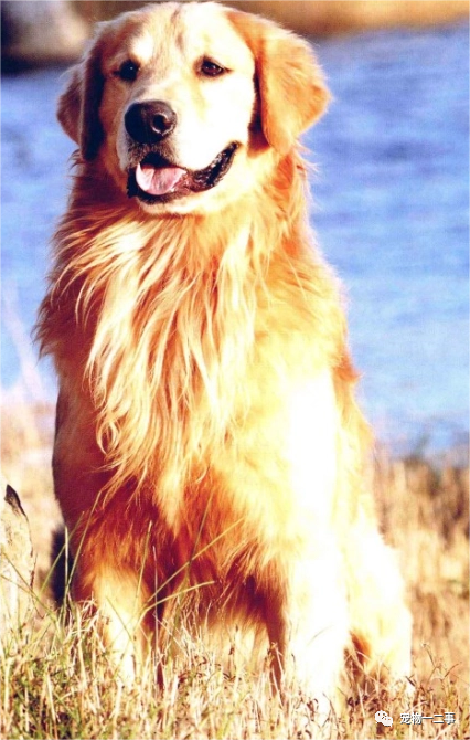 家养博美犬_家养博美犬需要注意什么_养博美的家庭日常