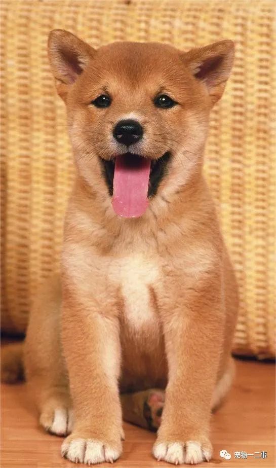 家养博美犬需要注意什么_家养博美犬_养博美的家庭日常