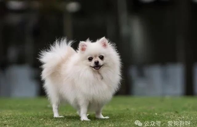养博美须知_养博美怎么养_养博美的家庭日常