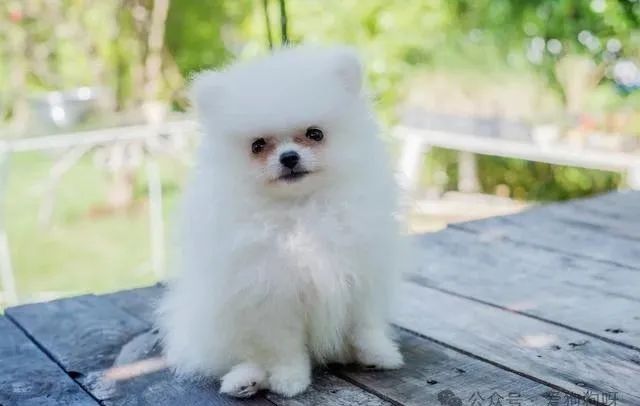 养博美怎么养_养博美的家庭日常_养博美须知