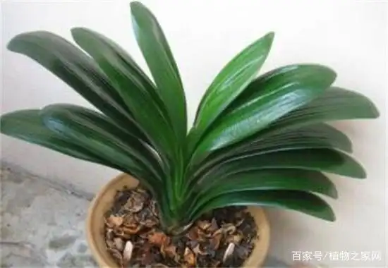 浇水的教程_浇水窍门生活小妙招_生活小窍门浇水