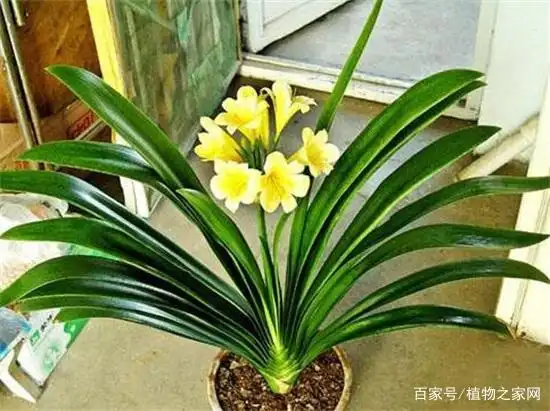 浇水窍门生活小妙招_浇水的教程_生活小窍门浇水