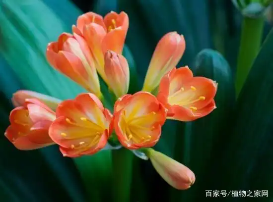 浇水的教程_浇水窍门生活小妙招_生活小窍门浇水