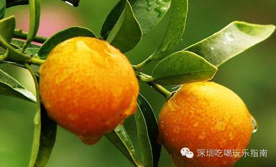 沙梨的吃法_美味的点心 沙梨_点心美味沙梨图片