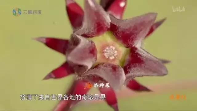 森林生活技能_森林有什么技能_森林技能生活怎么学