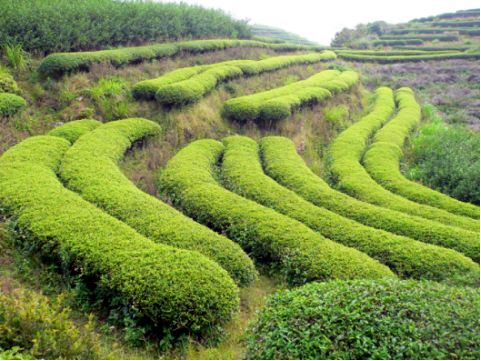 天福茶食小吃_天福茶餐厅_天福茶点