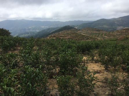 天福茶食小吃_天福茶餐厅_天福茶点