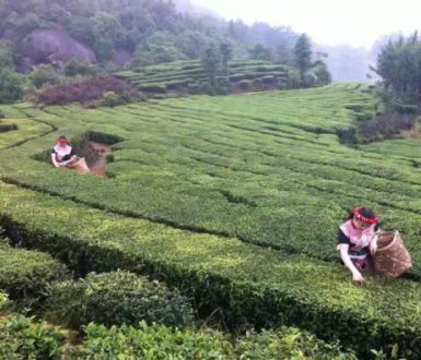 天福茶食小吃_天福茶点_天福茶餐厅