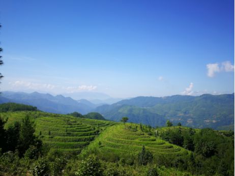 天福茶食小吃_天福茶点_天福茶餐厅