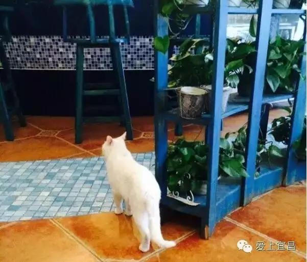 宜昌咖啡馆_宜昌咖啡师最新招聘信息_宜昌咖啡店