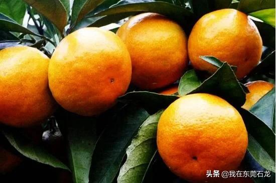 阳春市美食_阳春必吃美食_阳春市美食攻略