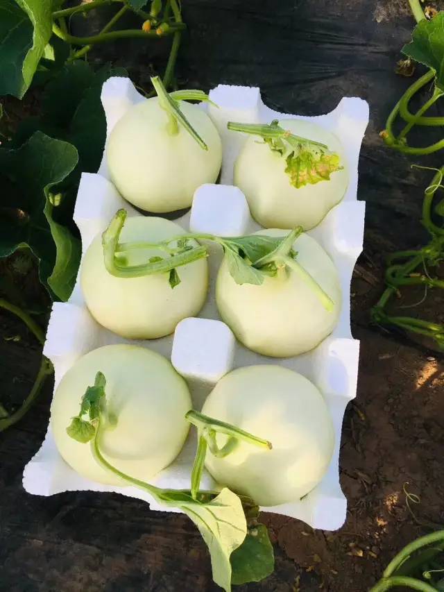 发起人不得转让股份_灵能特工派克炫彩_甜瓜做点心