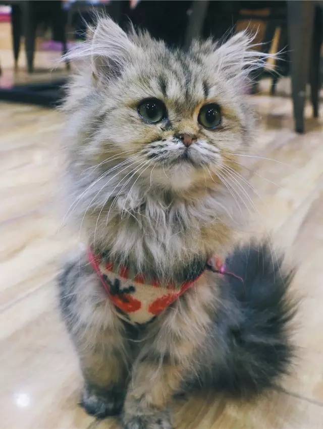 南昌市猫咖_南昌猫咪咖啡厅_南昌猫咪咖啡馆