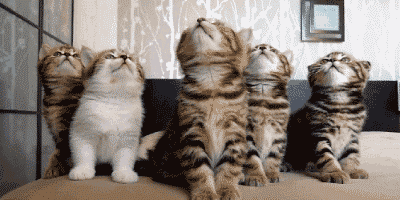 南昌猫咪咖啡馆_南昌市猫咖_南昌猫咪咖啡厅