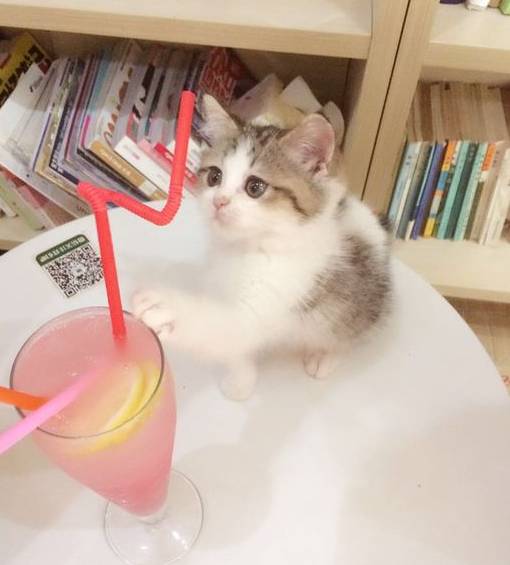 南昌猫咪咖啡馆_南昌猫咪咖啡厅_南昌市猫咖
