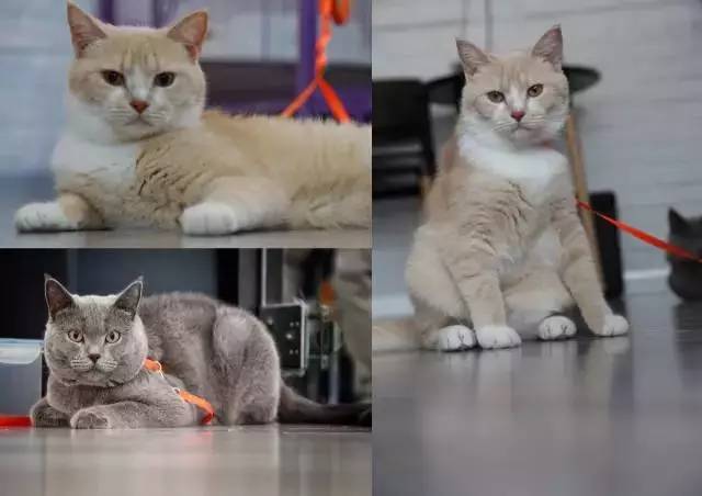 南昌猫咪咖啡厅_南昌猫咪咖啡馆_南昌市猫咖