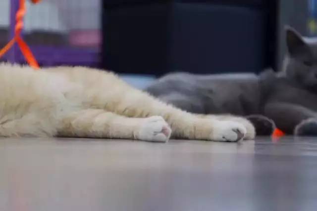 南昌猫咪咖啡馆_南昌猫咪咖啡厅_南昌市猫咖