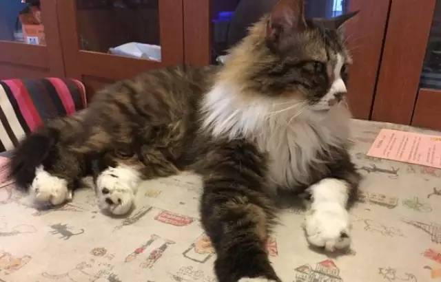 南昌市猫咖_南昌猫咪咖啡厅_南昌猫咪咖啡馆