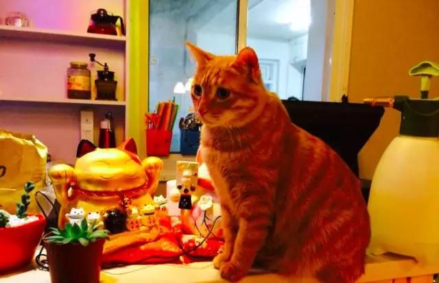 南昌猫咪咖啡厅_南昌市猫咖_南昌猫咪咖啡馆