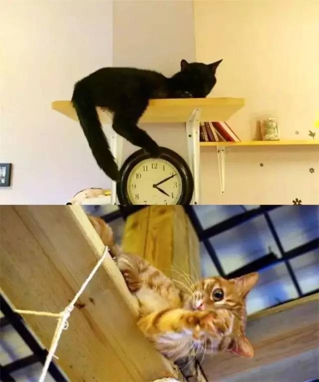 南昌猫咪咖啡馆_南昌市猫咖_南昌猫咪咖啡厅
