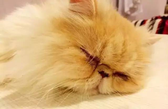 南昌市猫咖_南昌猫咪咖啡馆_南昌猫咪咖啡厅