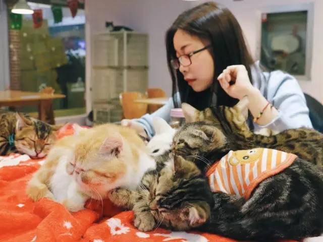 南昌猫咪咖啡厅_南昌猫咪咖啡馆_南昌市猫咖