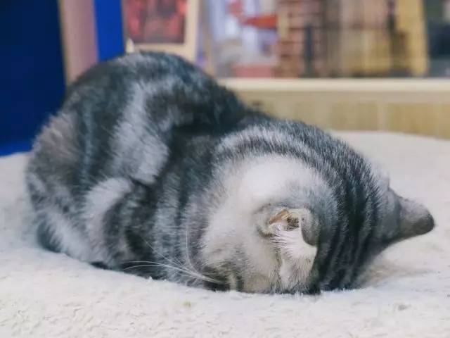南昌市猫咖_南昌猫咪咖啡馆_南昌猫咪咖啡厅