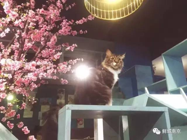 南昌市猫咖_南昌猫咪咖啡馆_南昌猫咪咖啡厅