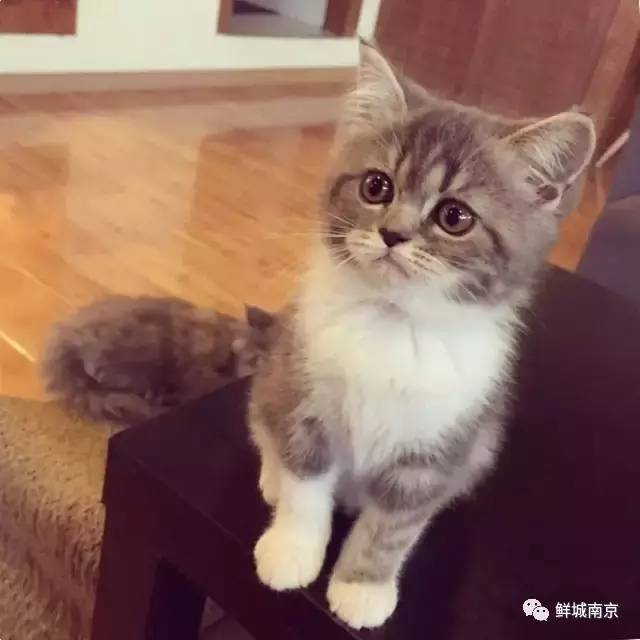 南昌猫咪咖啡馆_南昌猫咪咖啡厅_南昌市猫咖