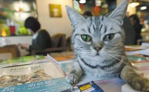 南昌猫咪咖啡馆_南昌市猫咖_南昌猫咪咖啡厅