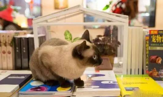 南昌猫咪咖啡厅_南昌市猫咖_南昌猫咪咖啡馆