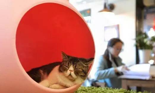 南昌猫咪咖啡馆_南昌市猫咖_南昌猫咪咖啡厅