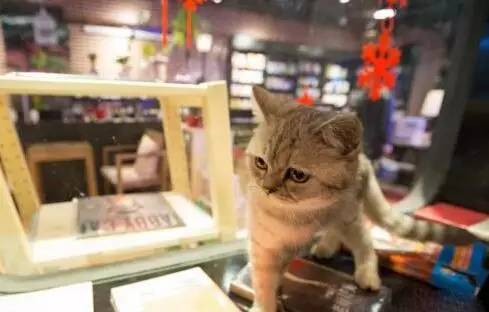 南昌市猫咖_南昌猫咪咖啡厅_南昌猫咪咖啡馆