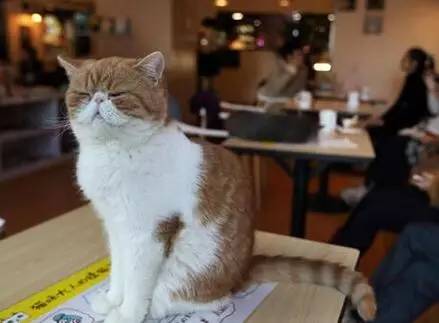 南昌市猫咖_南昌猫咪咖啡馆_南昌猫咪咖啡厅