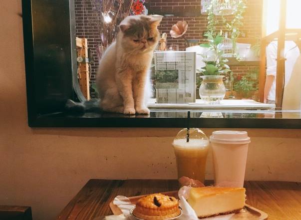 南昌猫咪咖啡厅_南昌市猫咖_南昌猫咪咖啡馆
