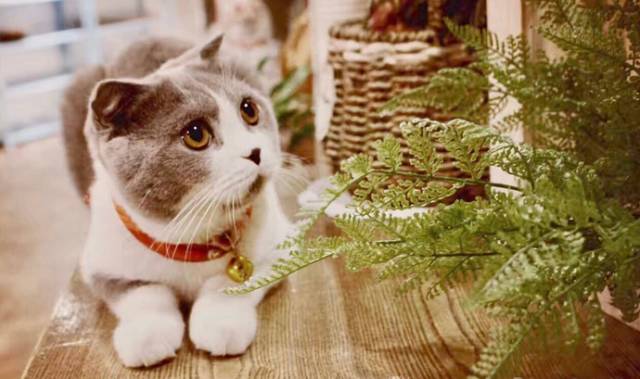 南昌市猫咖_南昌猫咪咖啡厅_南昌猫咪咖啡馆