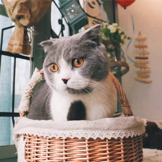 南昌猫咪咖啡厅_南昌市猫咖_南昌猫咪咖啡馆