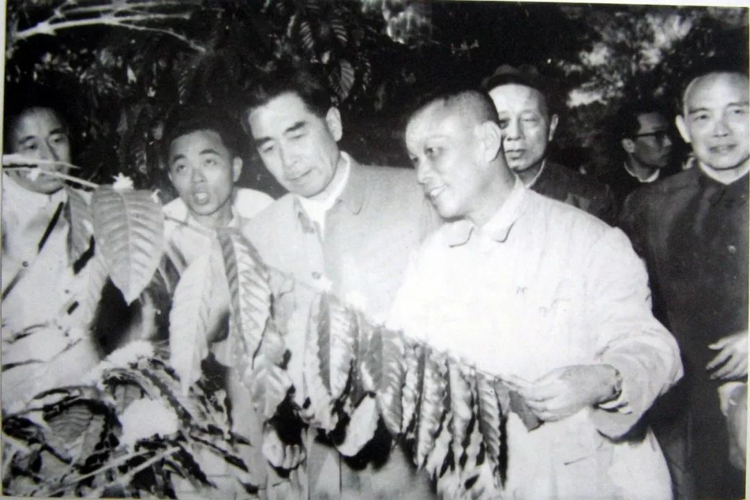 咖啡兴隆机有什么作用_兴隆咖啡的味道_兴隆有机咖啡