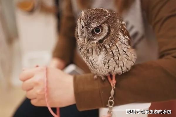 咖啡厅手机游戏_这里没有游戏咖啡厅_咖啡厅单机游戏