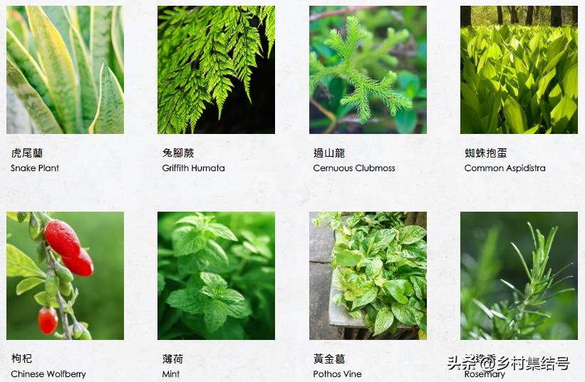 农场点心摊_摆摊点心_农场路边小摊攻略