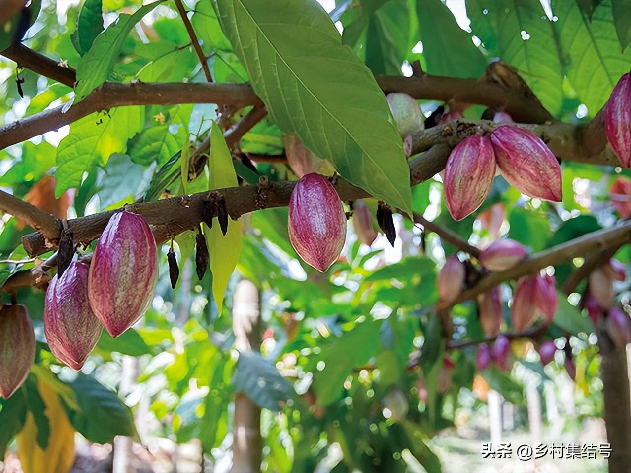 摆摊点心_农场点心摊_农场路边小摊攻略