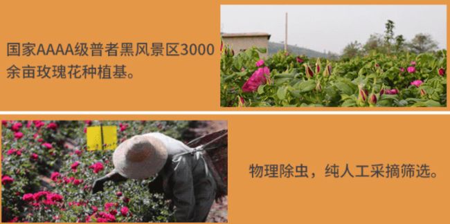 点心玫瑰设计意图_点心玫瑰_点心玫瑰花