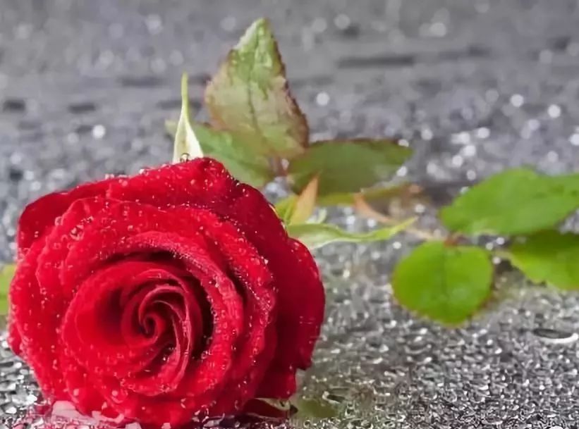 点心玫瑰花_点心玫瑰设计意图_点心玫瑰