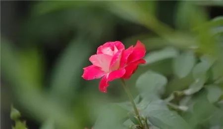点心玫瑰设计意图_点心玫瑰_点心玫瑰花