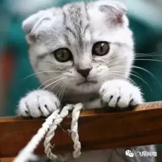 情侣图片电脑壁纸_情侣图片电竞霸气_电竞情侣图片